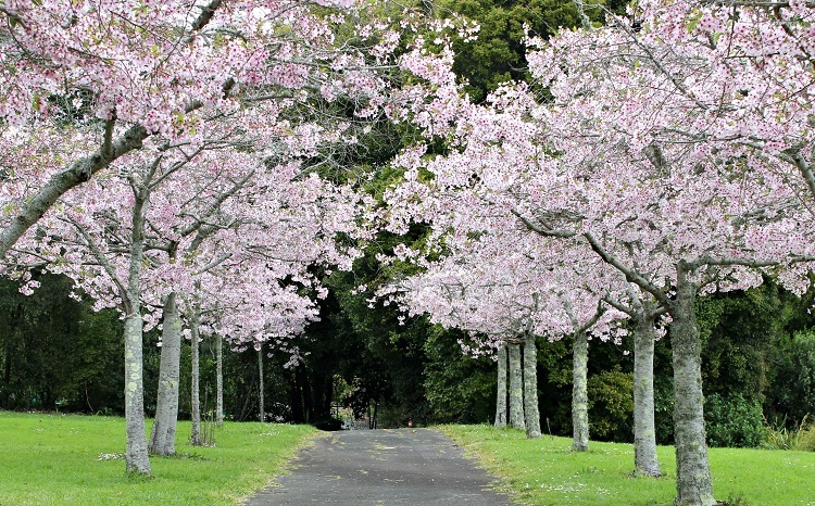 New Zealand ngập sắc hoa